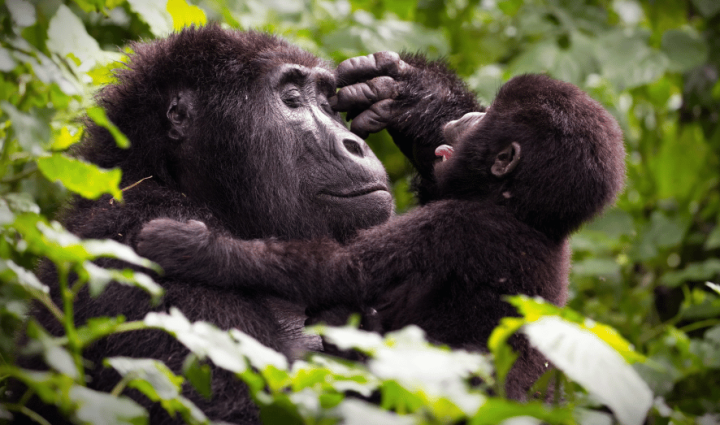 Uganda - Oeste de Uganda, de Murchison Falls a Bwindi. Gorila trek